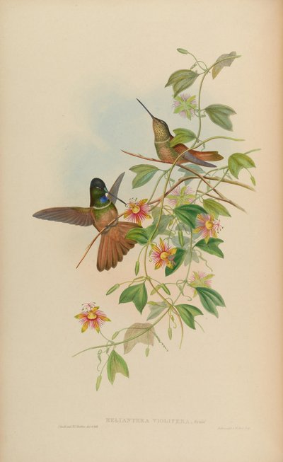 Helianthea violifera von John Gould